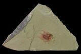 Red Lehua Trilobite With Pos/Neg - Fezouata Formation #138633-3